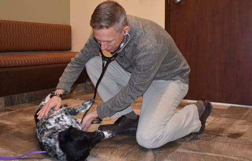 dr-with-dog-on-floor-Animal-Hospital-of-Waynesboro Vet listening to a dog's heart