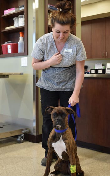 tech-with-dog-Animal-Hospital-Waynesboro Veterinarian with a dog
