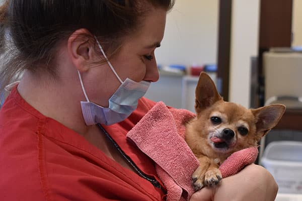 vet-dog-surgery Veterinarian holding a small dog after surgery
