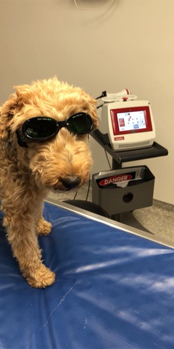 dog-laser-therapy-at-animal-hospital-waynesboro Dog wearing goggles for laser therapy