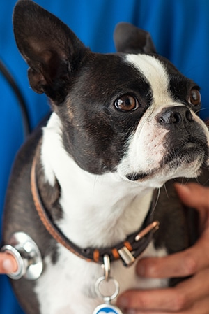 Vet examining little dog with stethoscope Veterinarian Near Staunton, VA