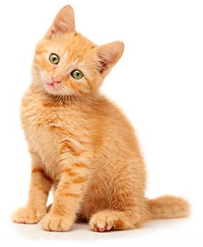small-kitten-sitting2 Kitten at Our Animal Hospital Near Fishersville, VA