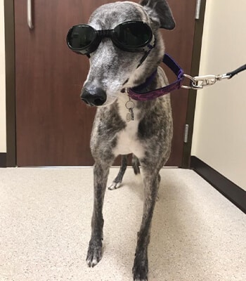 dog-with-glasses dog with glasses