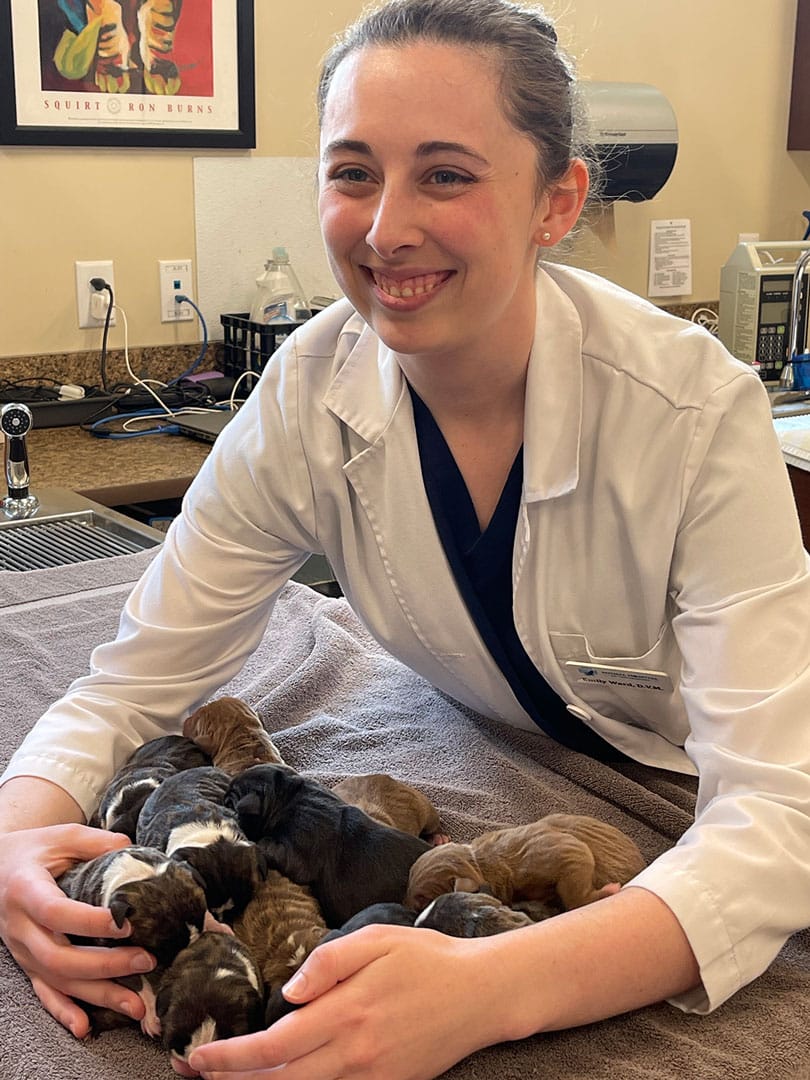 Animal-Hospital-of-Waynesboro_puppies Doctor with puppies