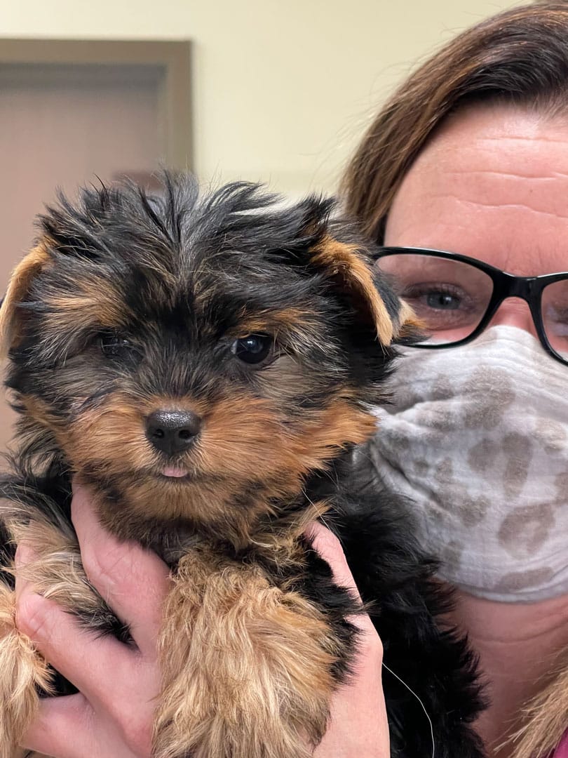 Animal-Hospital-of-Waynesboro_cute-dog Cute dog