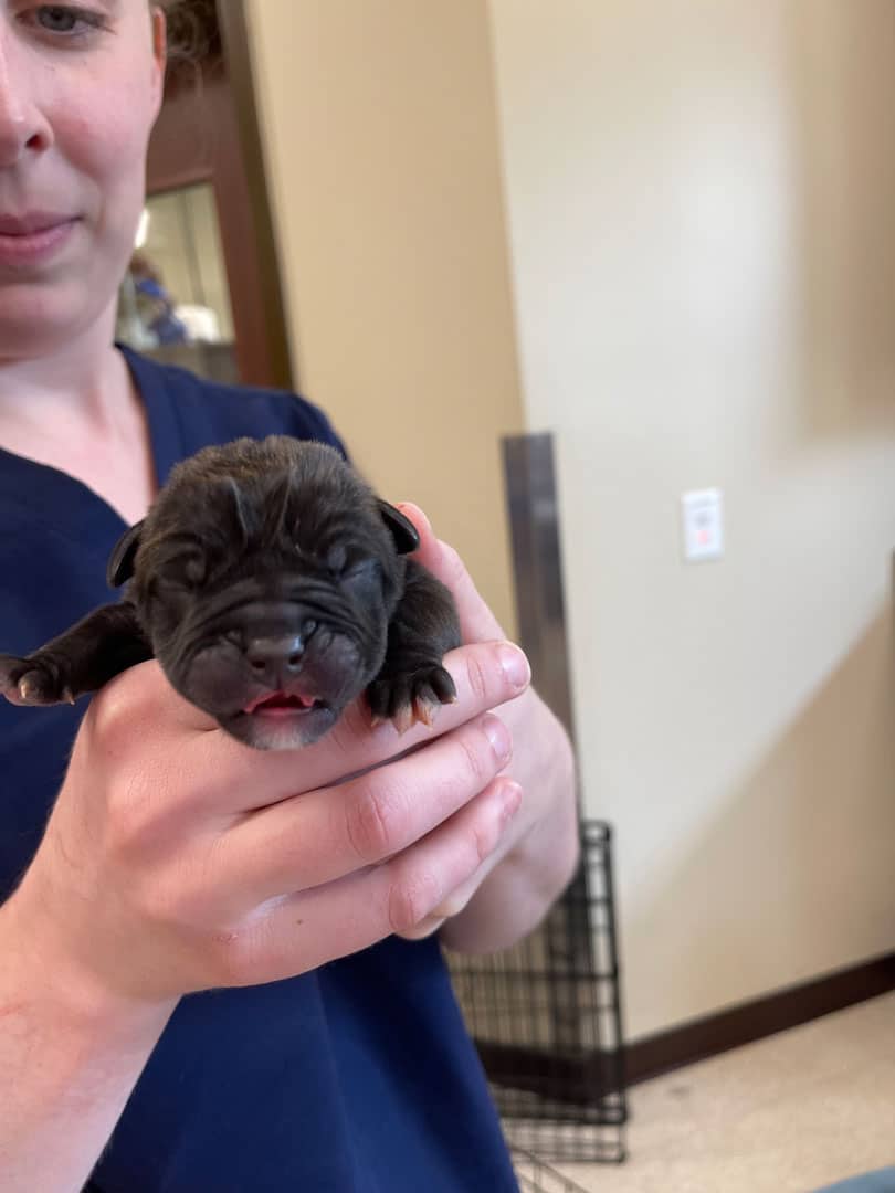 Animal-Hospital-of-Waynesboro_young-puppy Very young puppy
