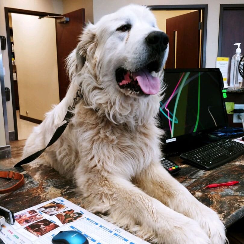 Animal-Hospital-of-Waynesboro_lab Dog on desk
